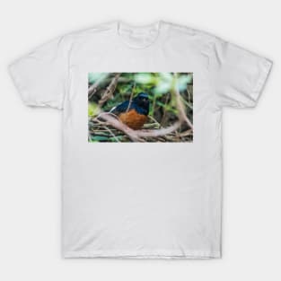 White-rumped shama T-Shirt